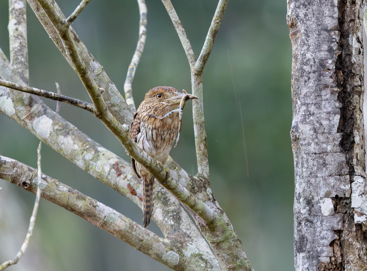 Eastern Striolated-Puffbird - ML630232606