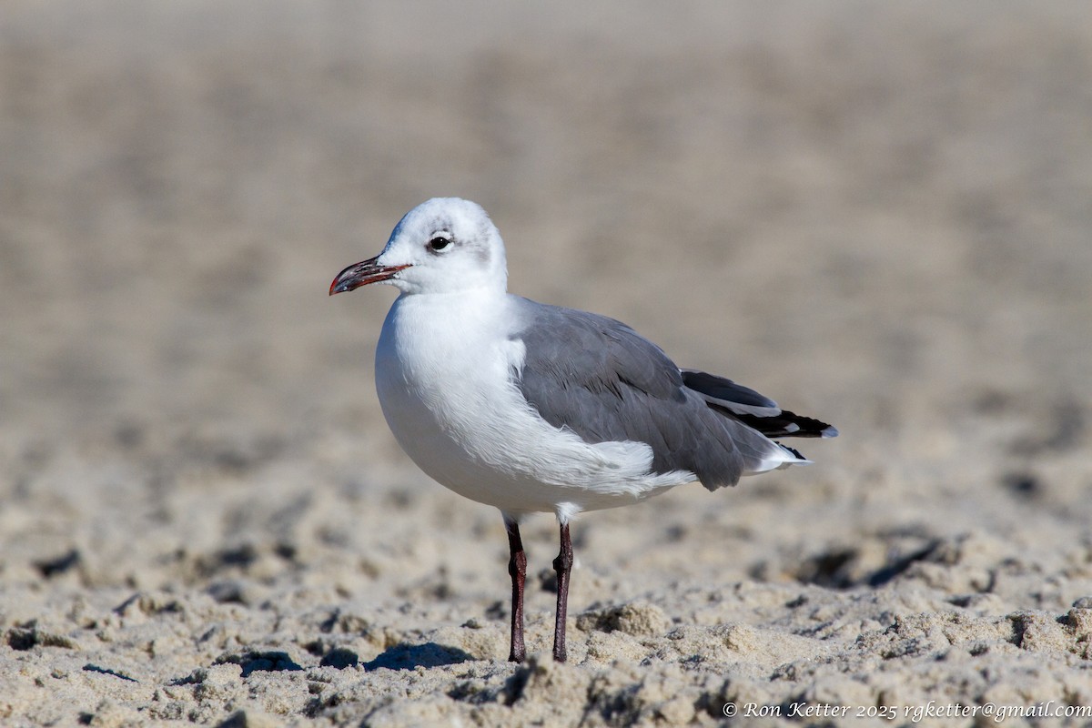 Laughing Gull - ML630232649
