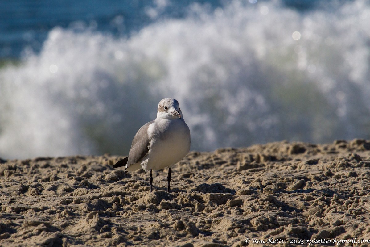 Laughing Gull - ML630232651