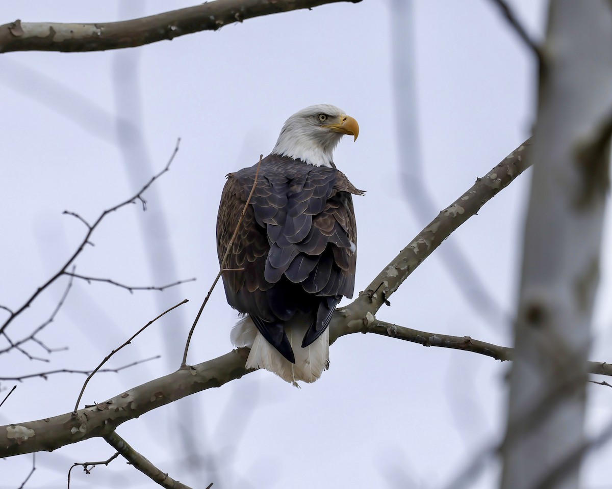 Bald Eagle - ML630232652