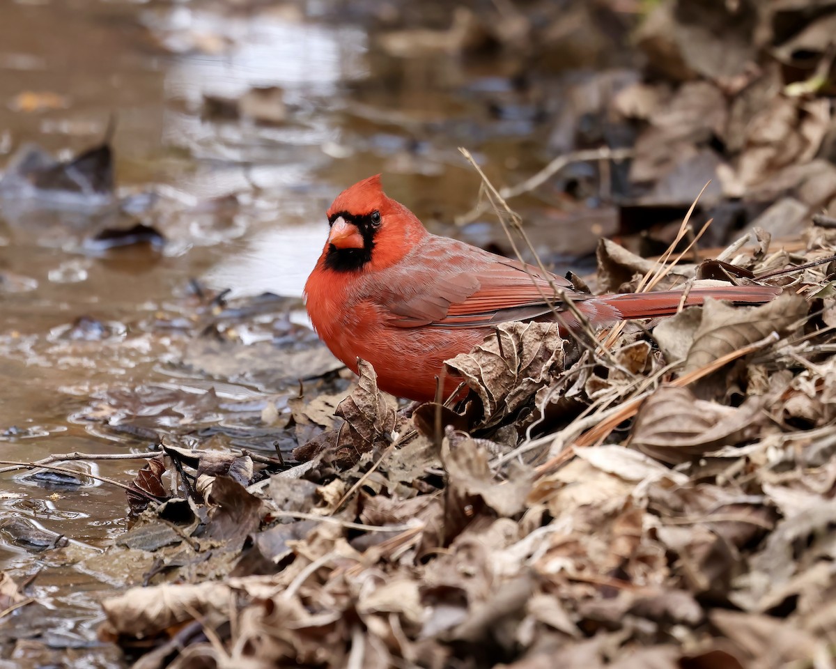 Northern Cardinal - ML630232665