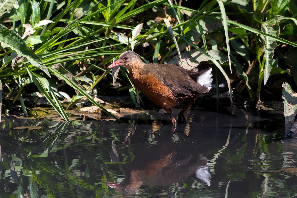 Rouget's Rail - ML630232903