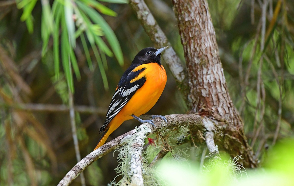Baltimore Oriole - ML630233196