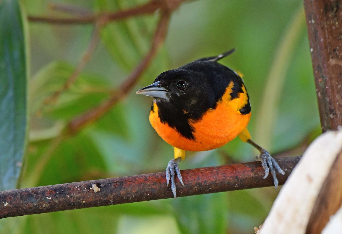 Baltimore Oriole - ML630233206