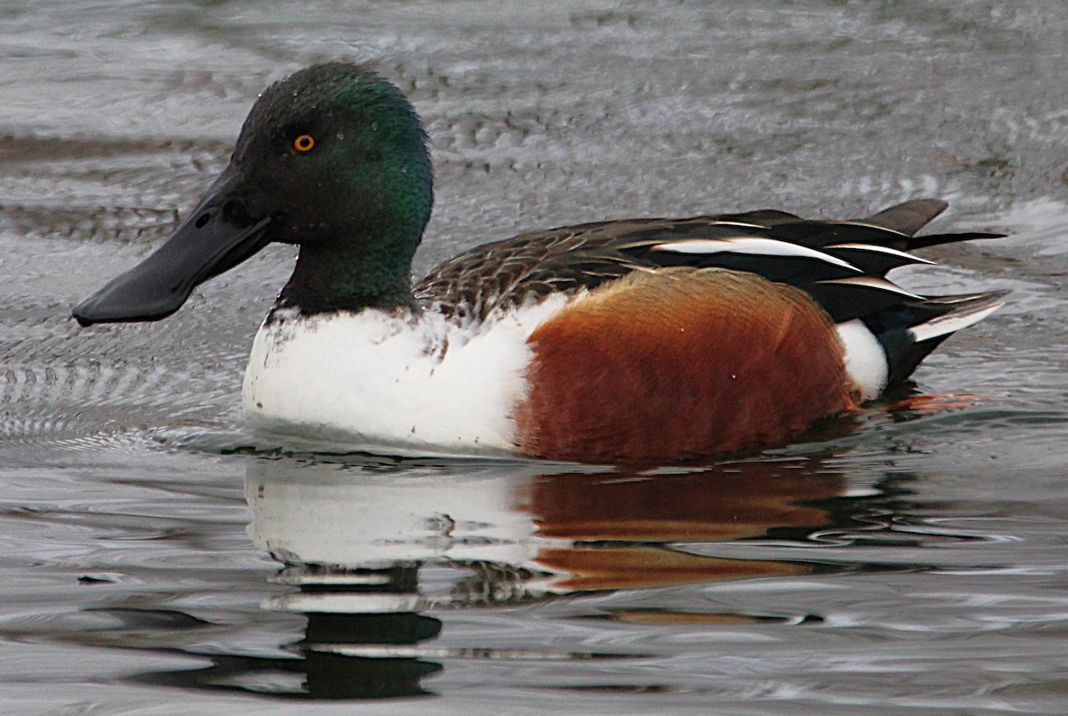 Canard souchet - ML630233795