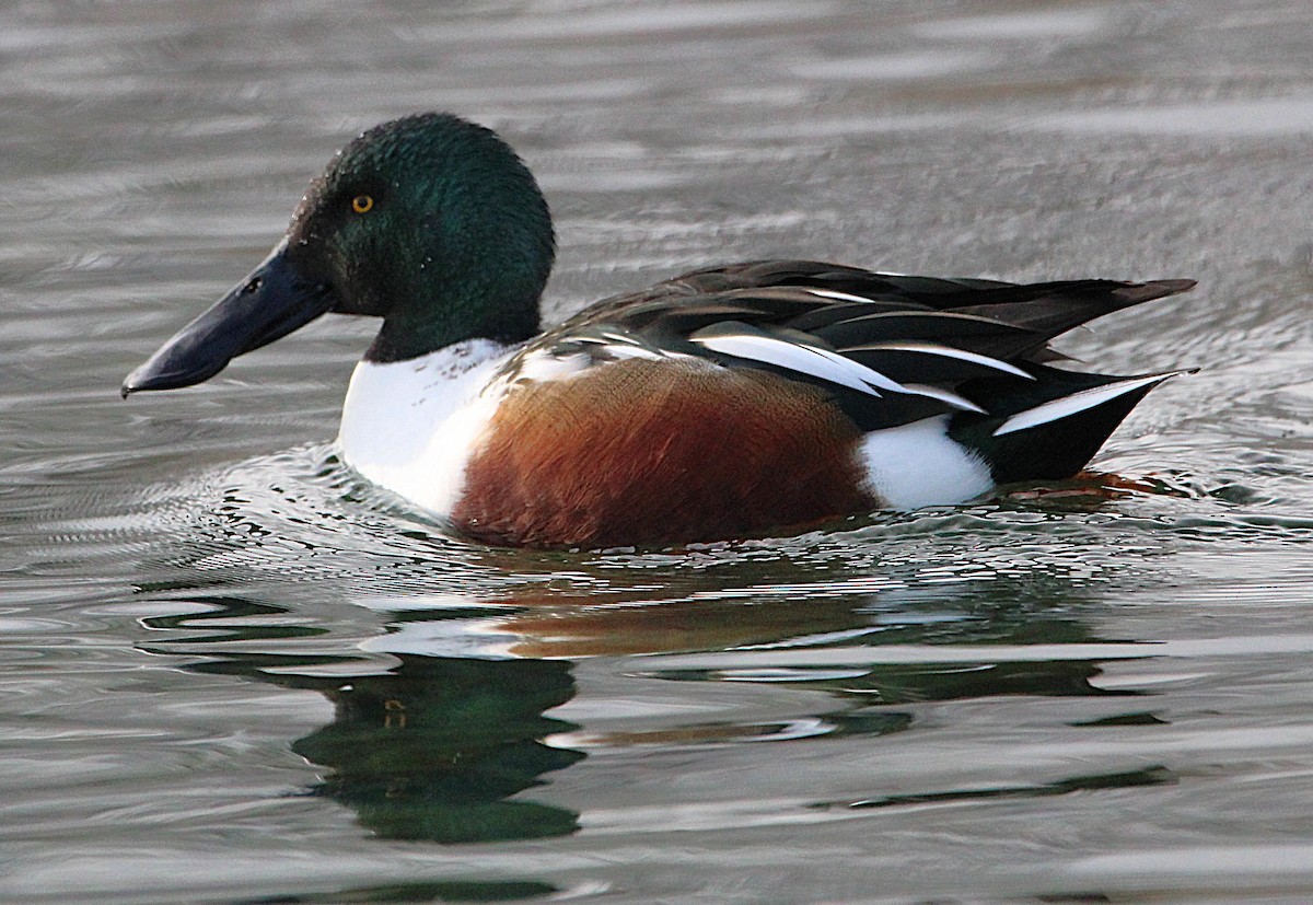 Canard souchet - ML630233817