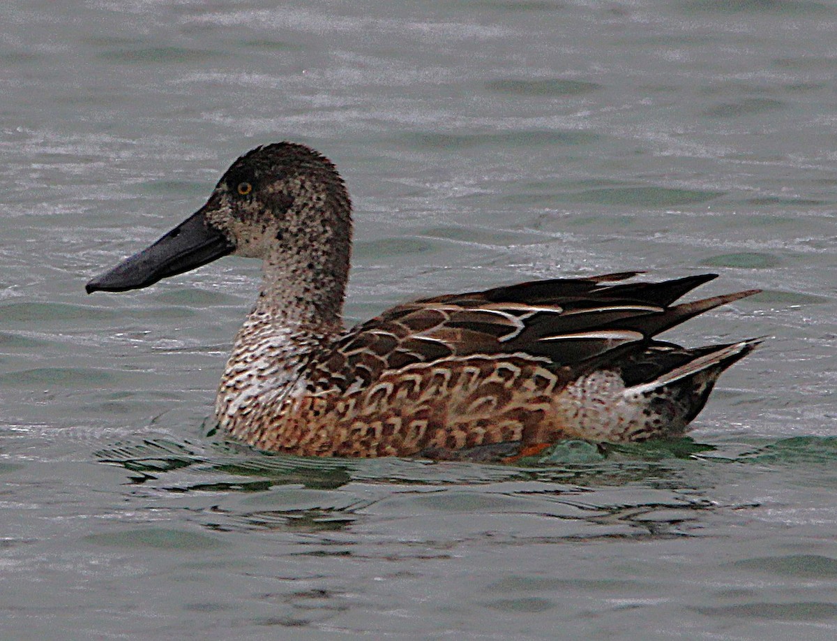 Canard souchet - ML630233826