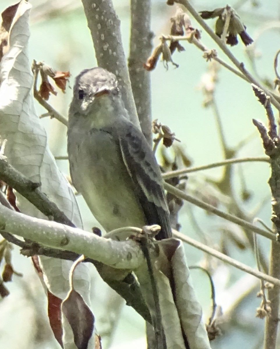 Olive-sided Flycatcher - ML630233834