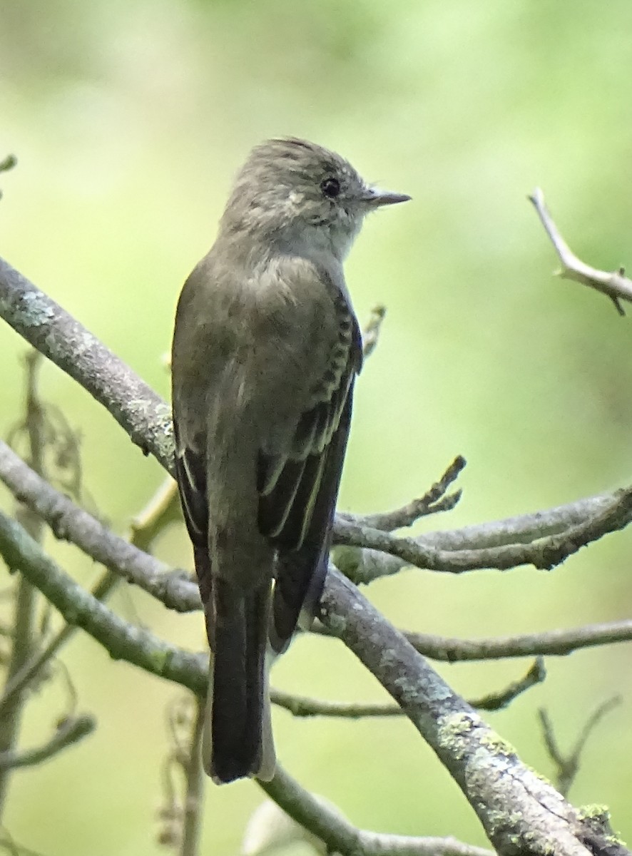 Olive-sided Flycatcher - ML630233835