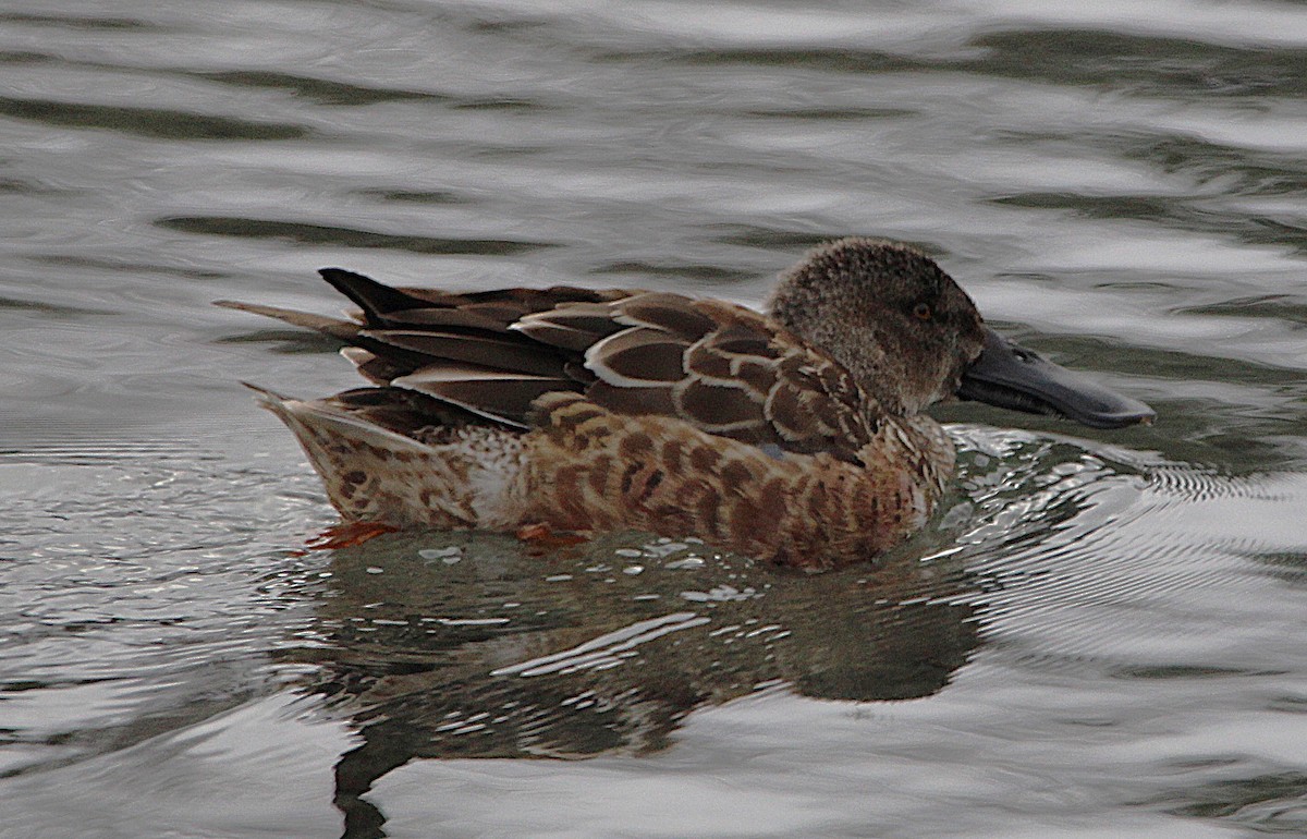 Canard souchet - ML630233843