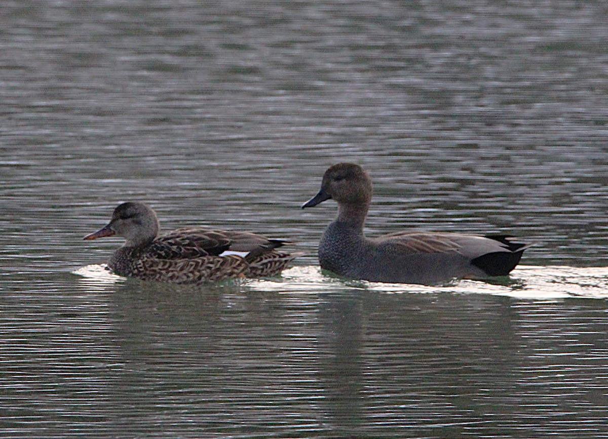 Canard chipeau - ML630233874
