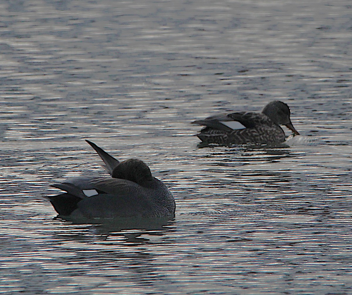 Canard chipeau - ML630233886