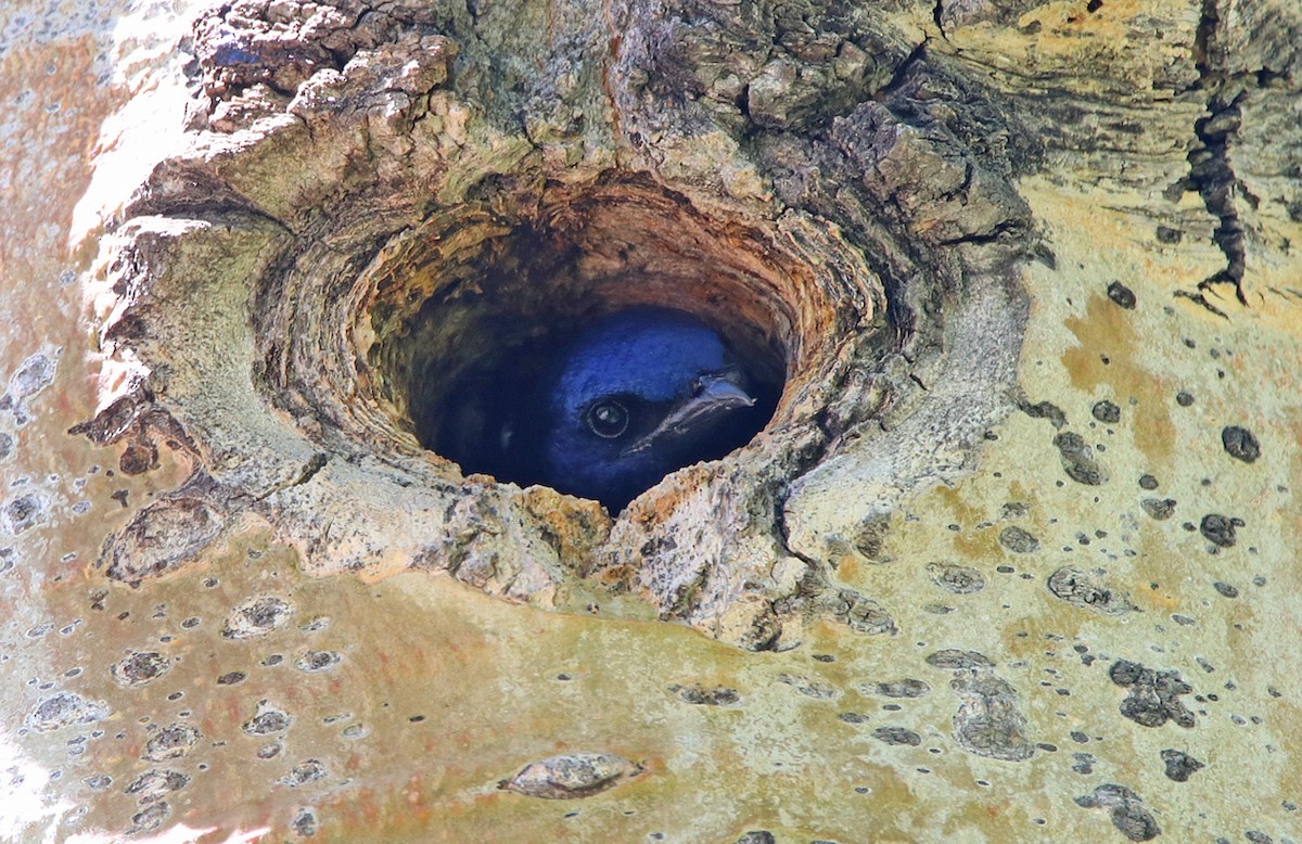 Purple Martin - ML630233894
