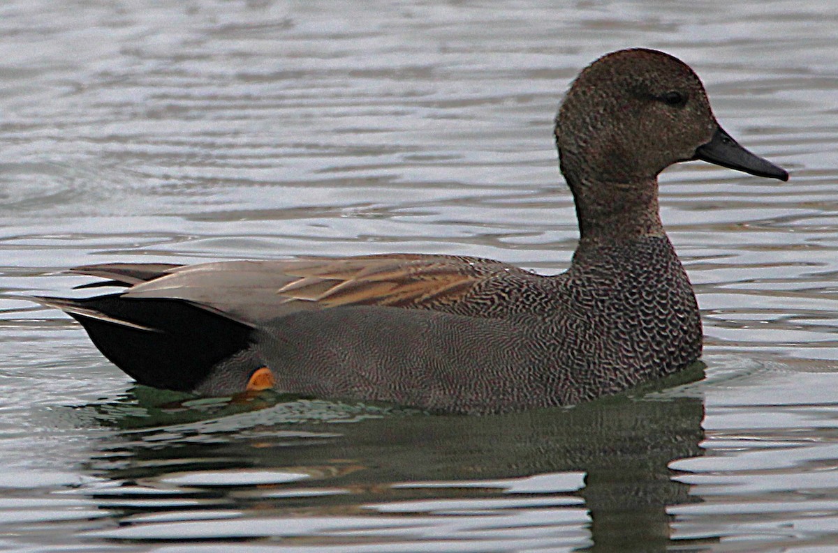 Canard chipeau - ML630233902