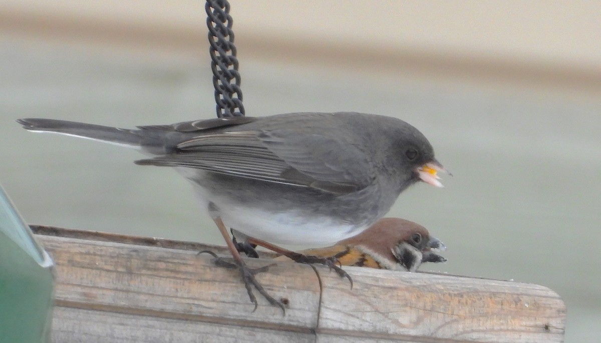 Dark-eyed Junco - ML630233965