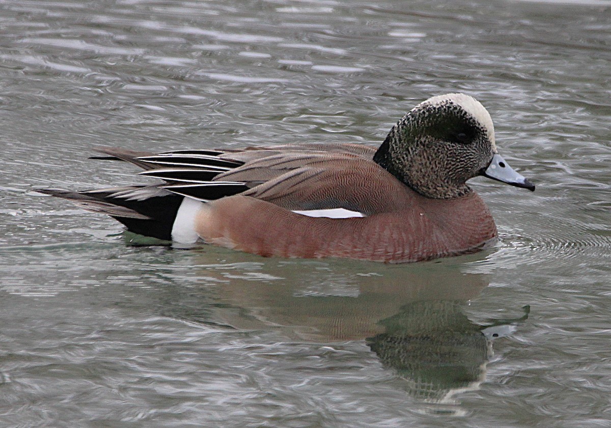 Canard d'Amérique - ML630233971