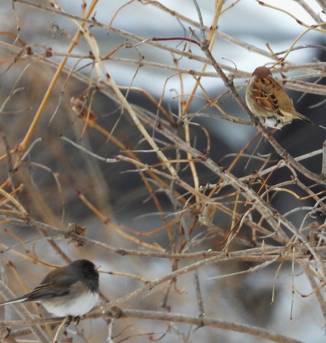 Dark-eyed Junco - ML630233972