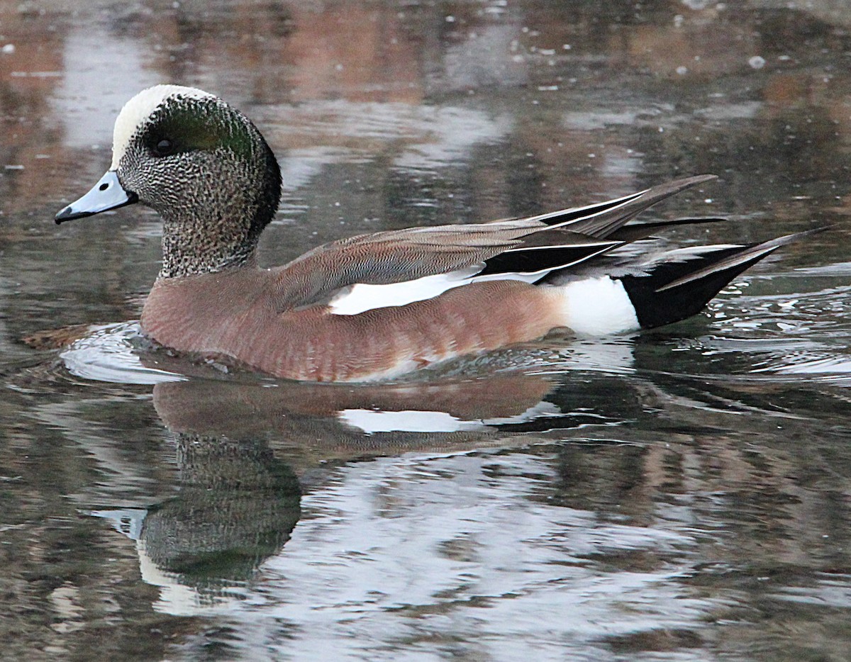 Canard d'Amérique - ML630233985
