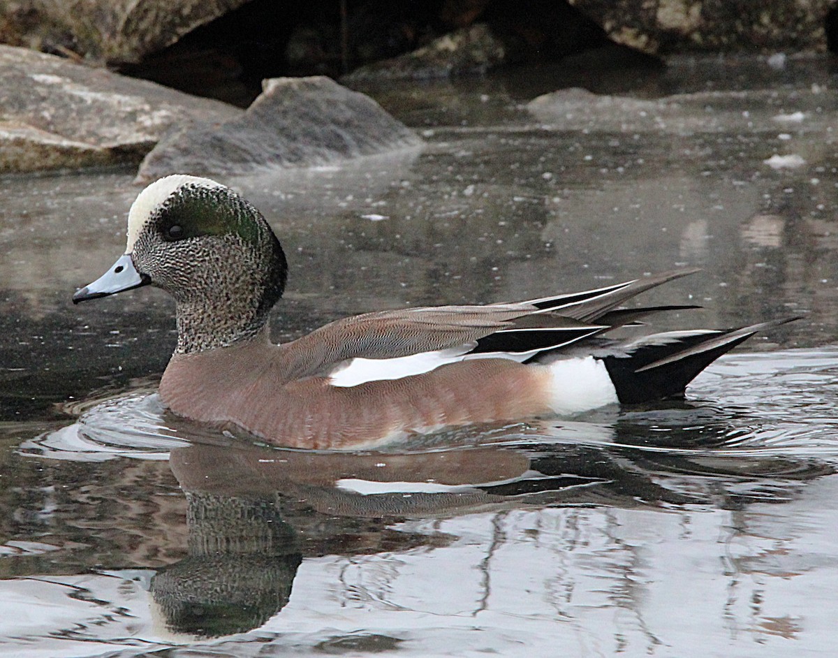 Canard d'Amérique - ML630233992
