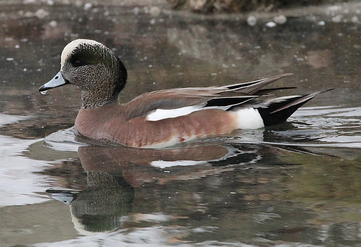 Canard d'Amérique - ML630234003