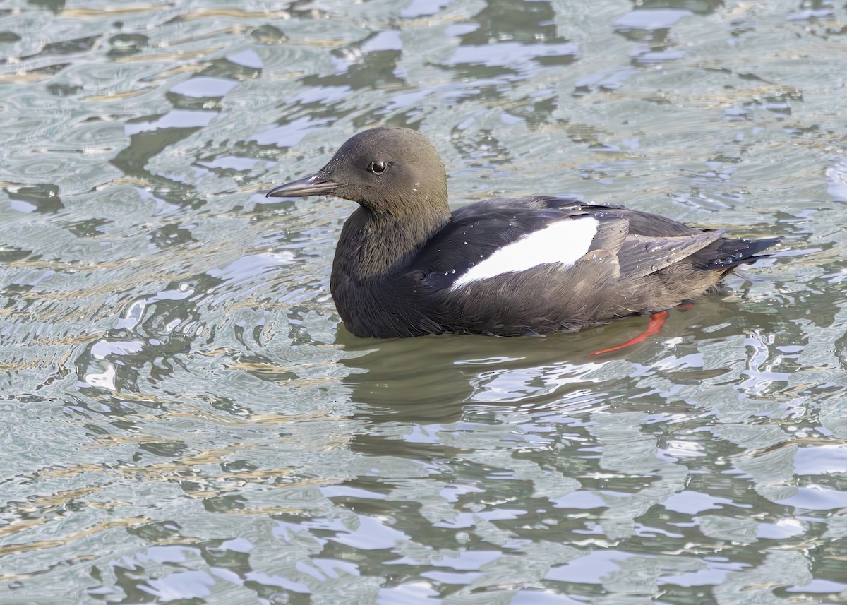 Black Guillemot (grylle Group) - ML630234036