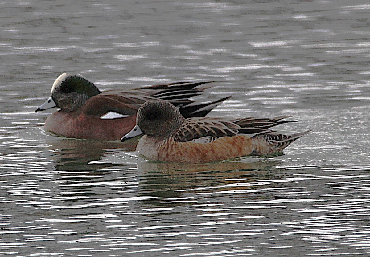 Canard d'Amérique - ML630234039