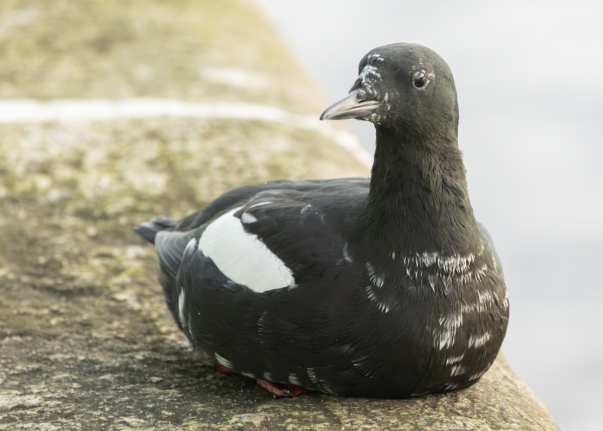 Black Guillemot (grylle Group) - ML630234052
