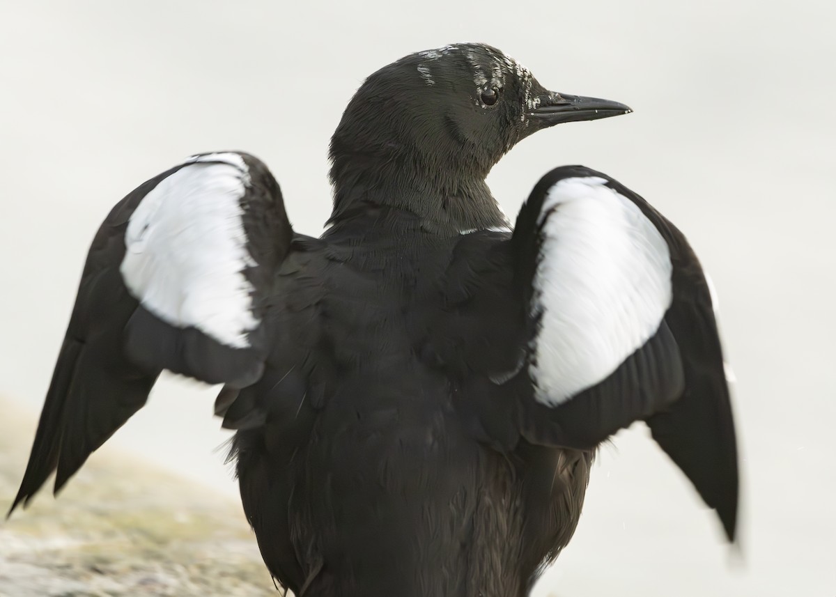 Black Guillemot (grylle Group) - ML630234061