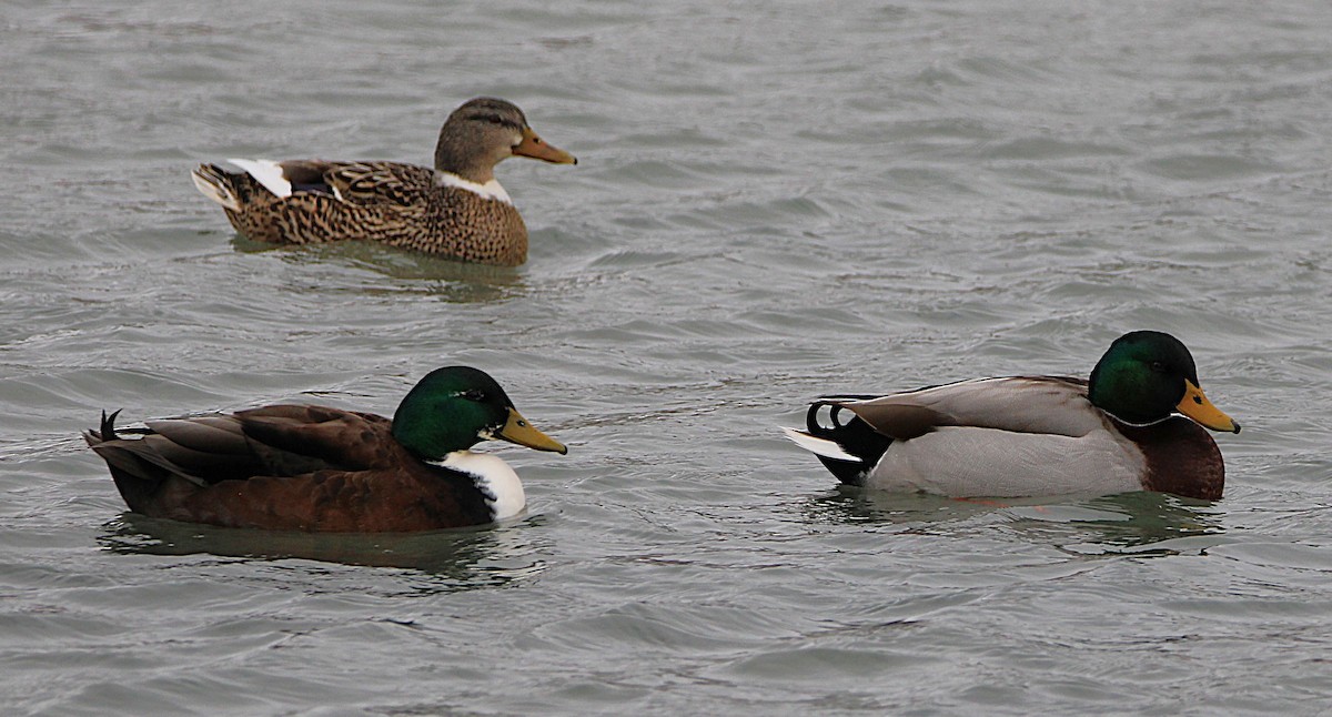 Canard colvert (forme domestique) - ML630234070