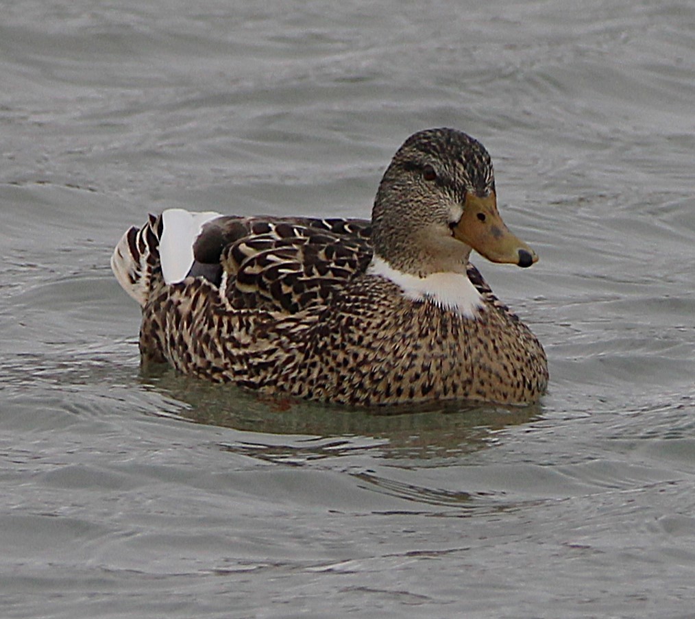 Canard colvert (forme domestique) - ML630234081
