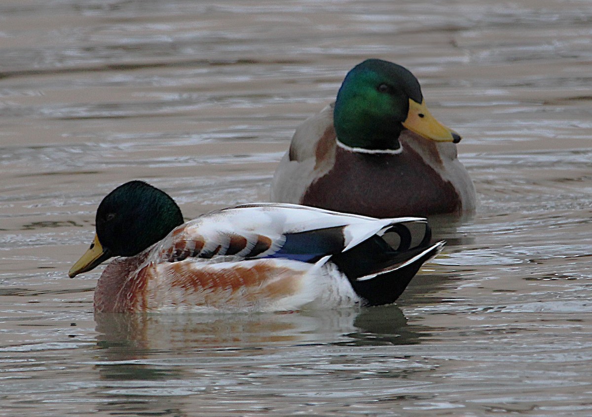 Canard colvert (forme domestique) - ML630234102