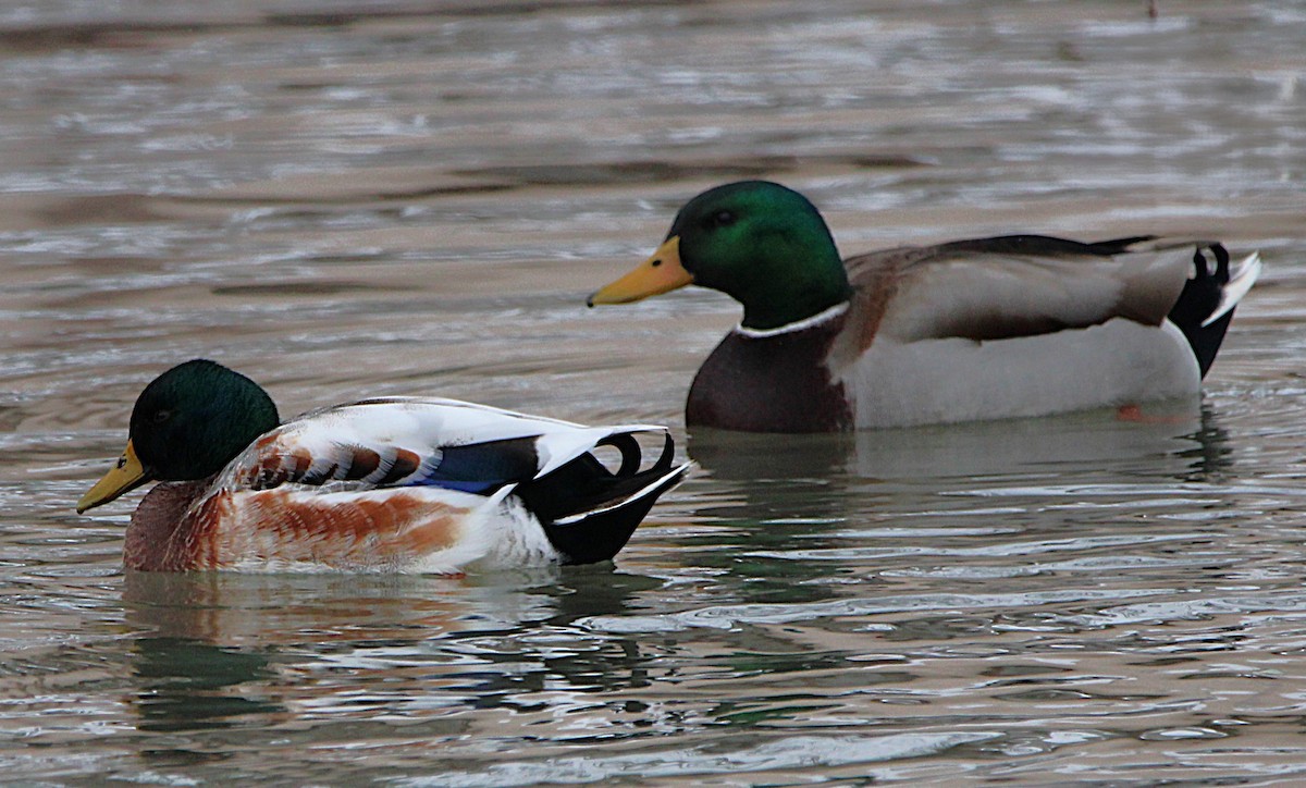 Canard colvert (forme domestique) - ML630234108