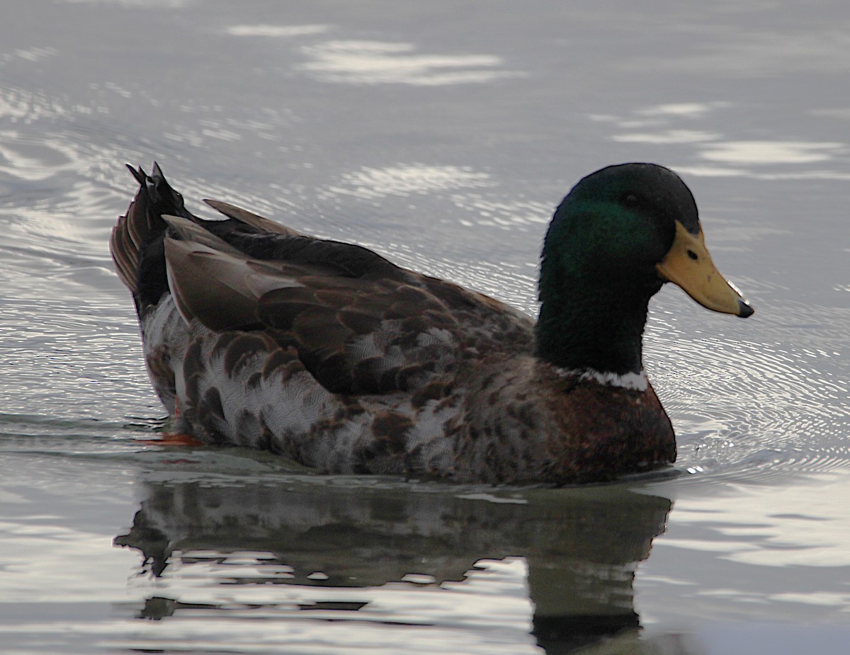 Canard colvert (forme domestique) - ML630234125