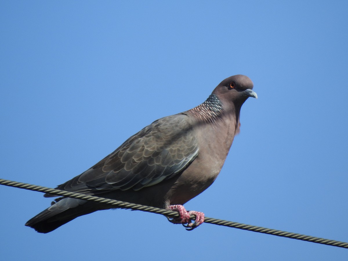 Picazuro Pigeon - ML630234136