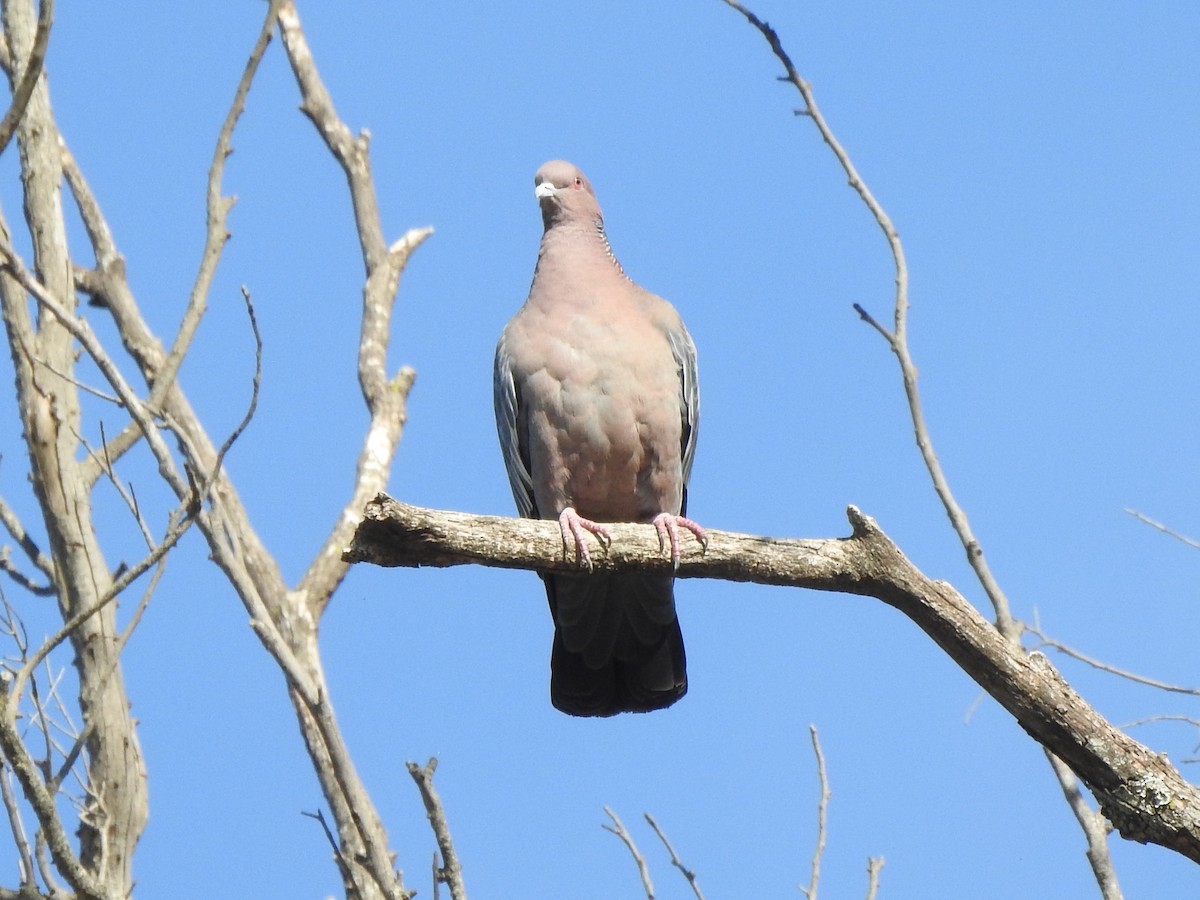 Picazuro Pigeon - ML630234137