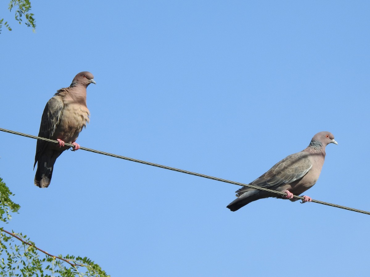 Picazuro Pigeon - ML630234138