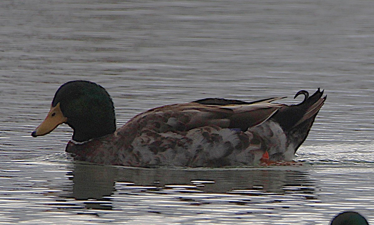 Canard colvert (forme domestique) - ML630234146
