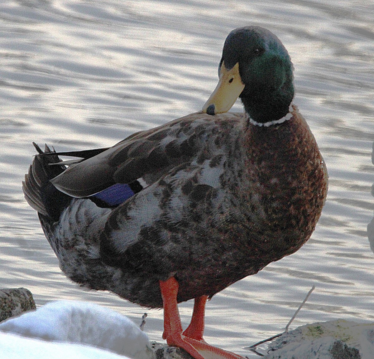 Canard colvert (forme domestique) - ML630234160