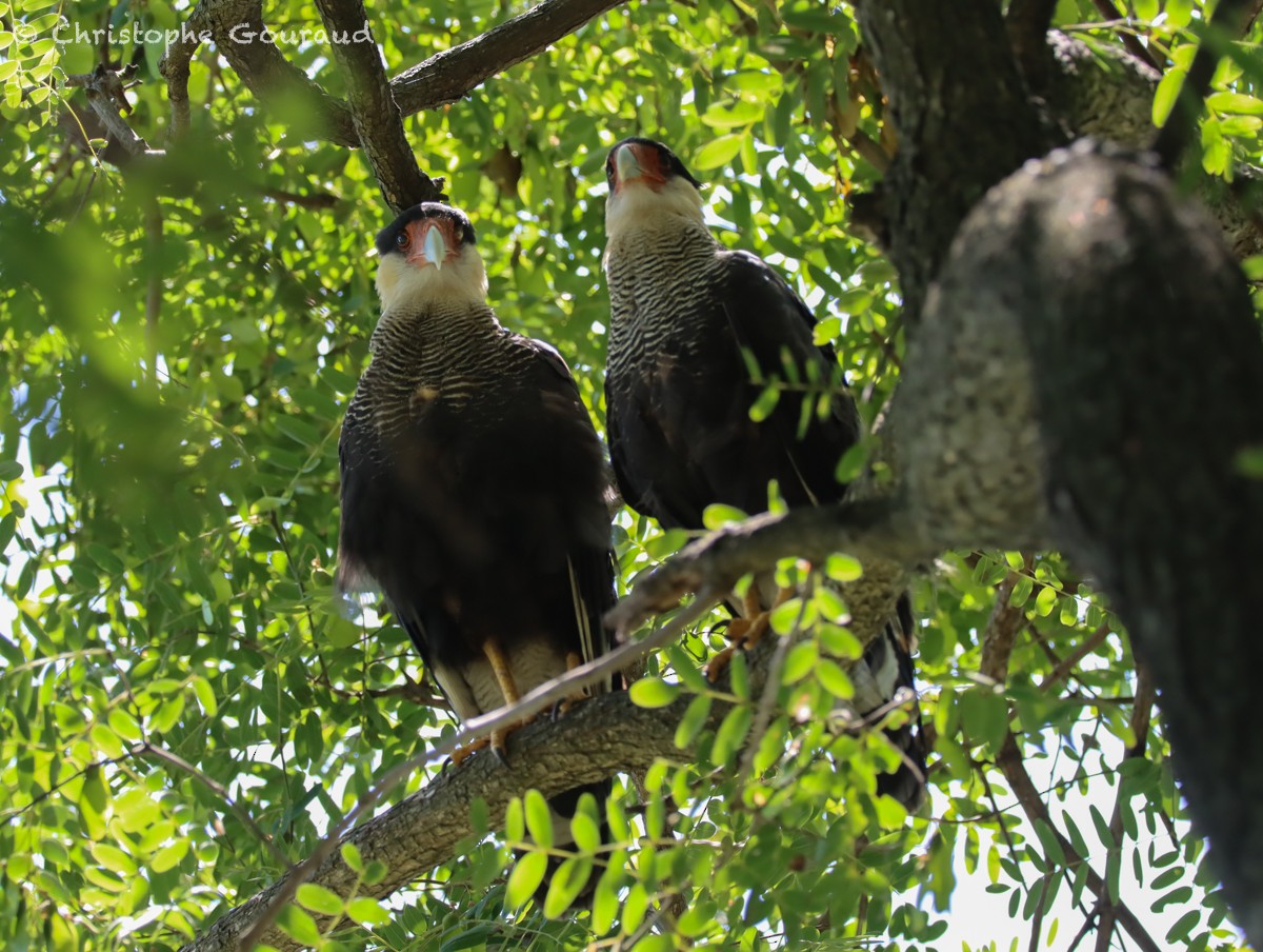 Crested Caracara (Southern) - ML630234200