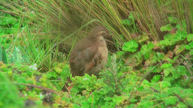 Chestnut-winged Cinclodes - ML630234245