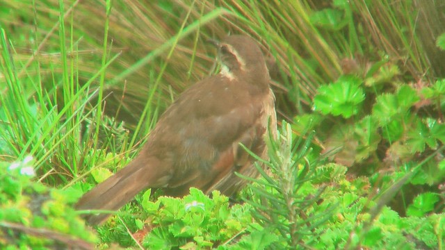 Chestnut-winged Cinclodes - ML630234259