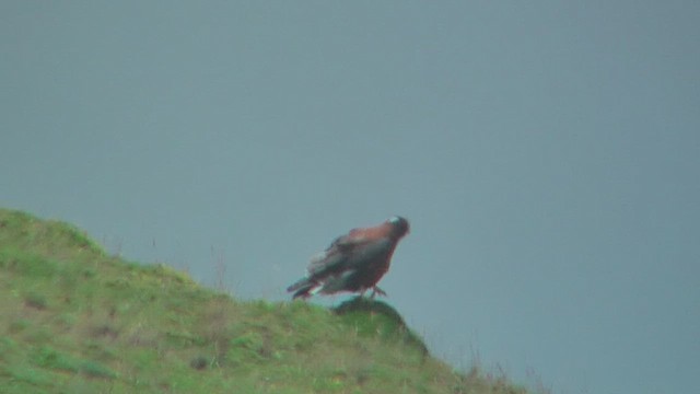 Variable Hawk - ML630234269