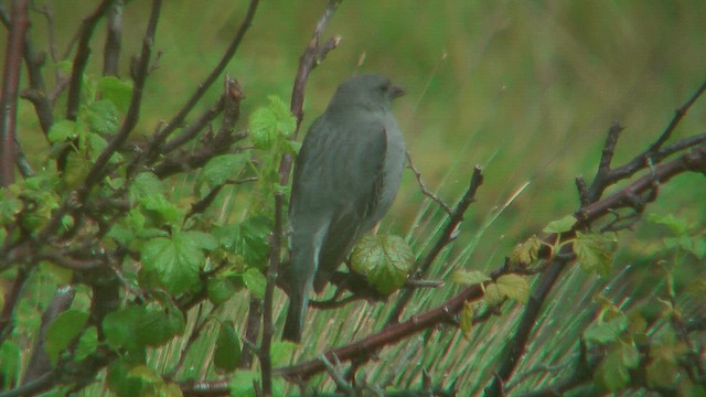 Plain-capped Ground-Tyrant - ML630234458