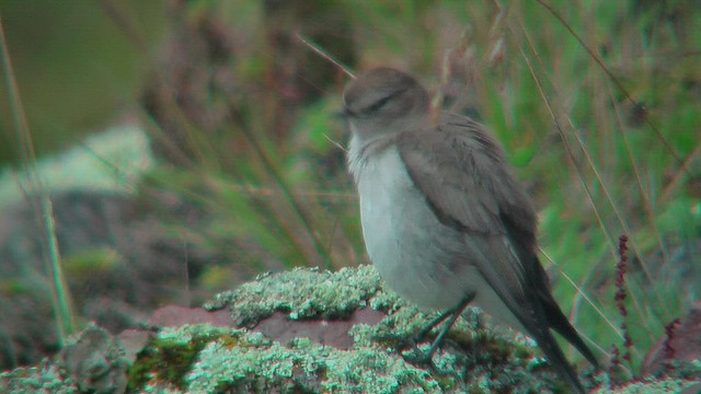 Plain-capped Ground-Tyrant - ML630234469