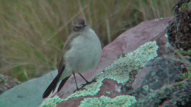Plain-capped Ground-Tyrant - ML630234473