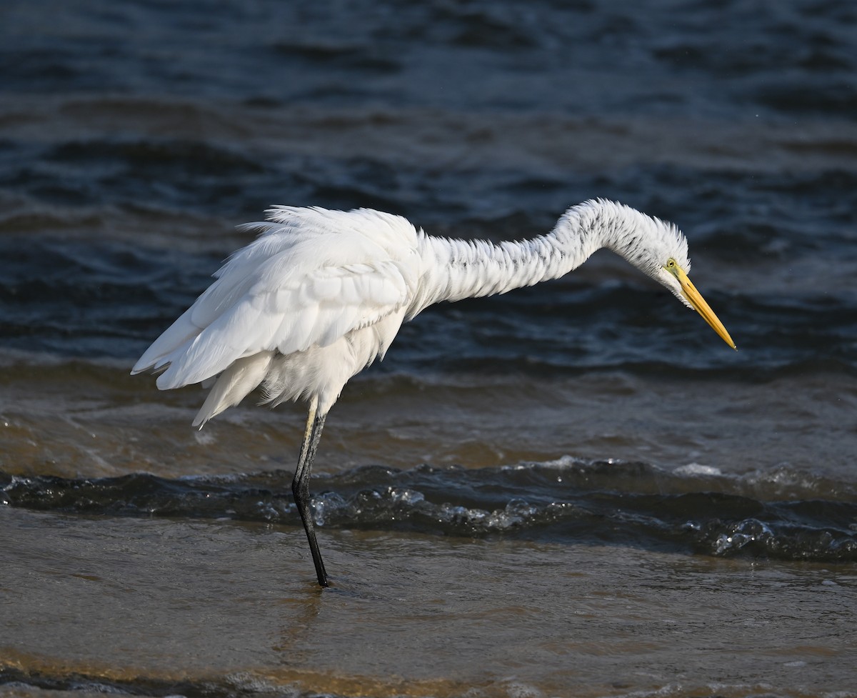 Great Egret (modesta) - ML630234528