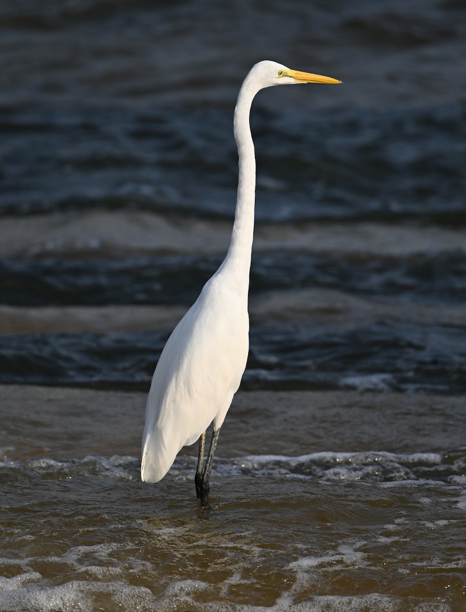 Great Egret (modesta) - ML630234529