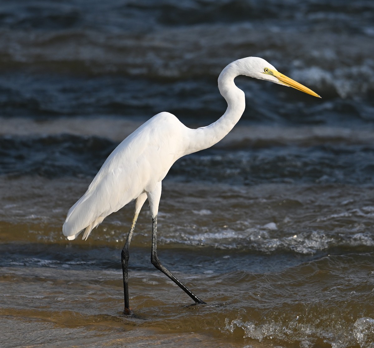 Great Egret (modesta) - ML630234530