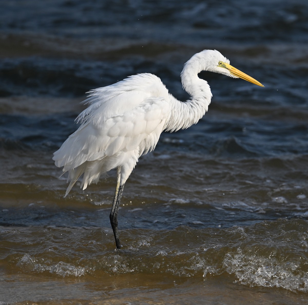 Great Egret (modesta) - ML630234532