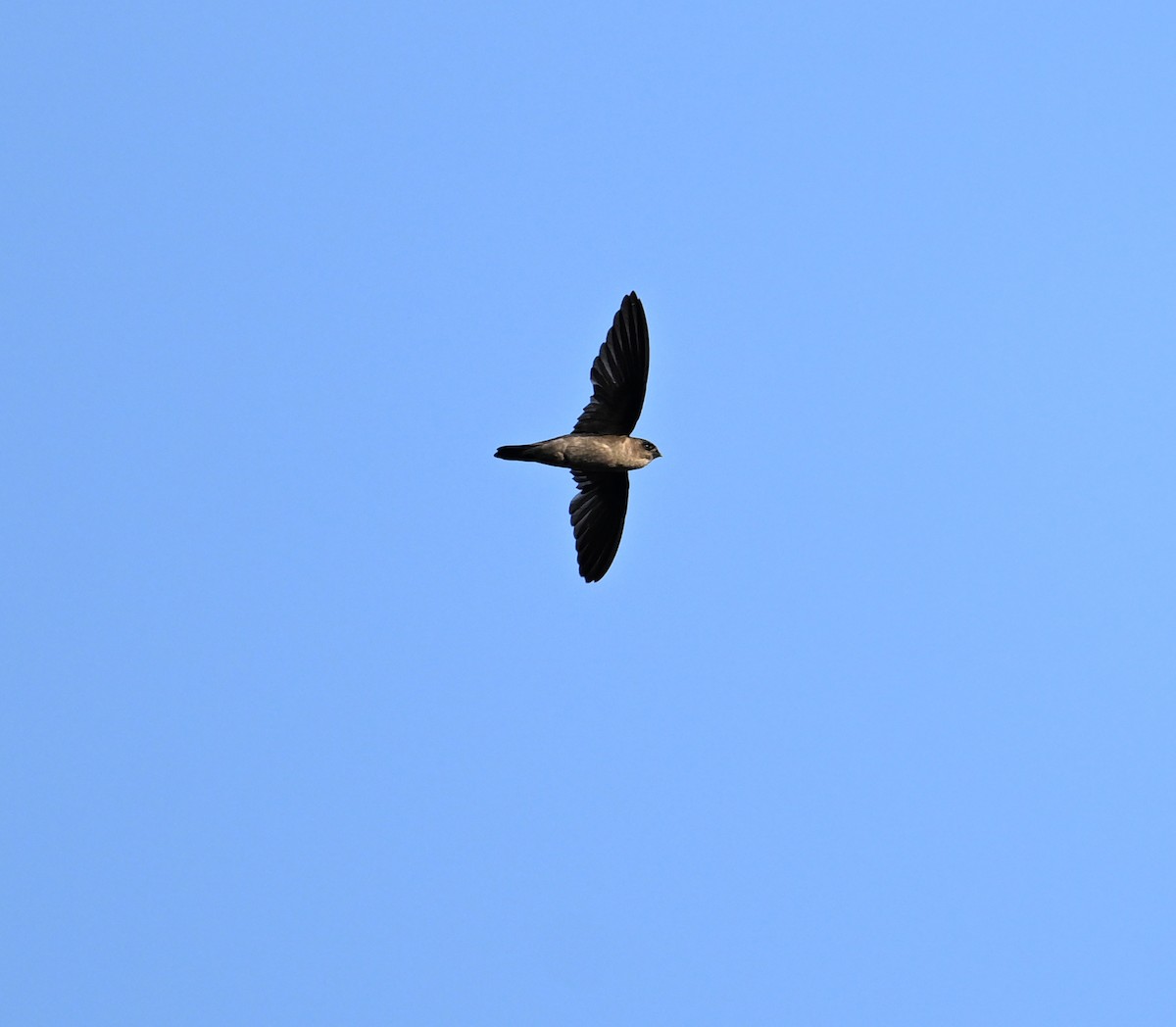 White-nest Swiftlet (Germain's) - ML630234569